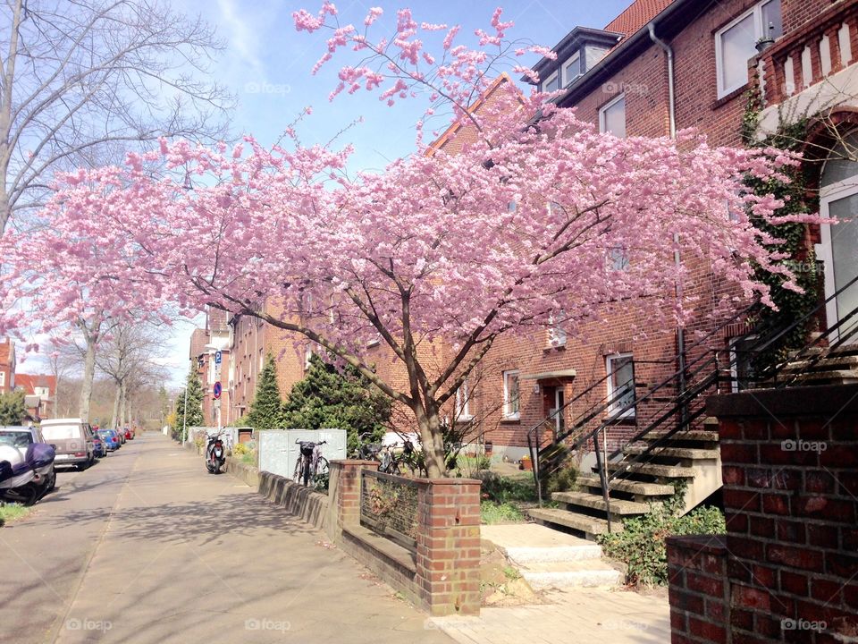 Spring in Lüneburg