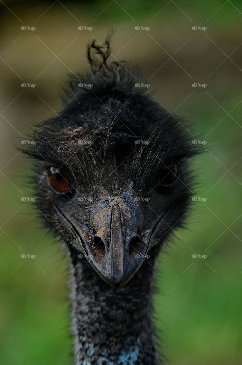 Emu.