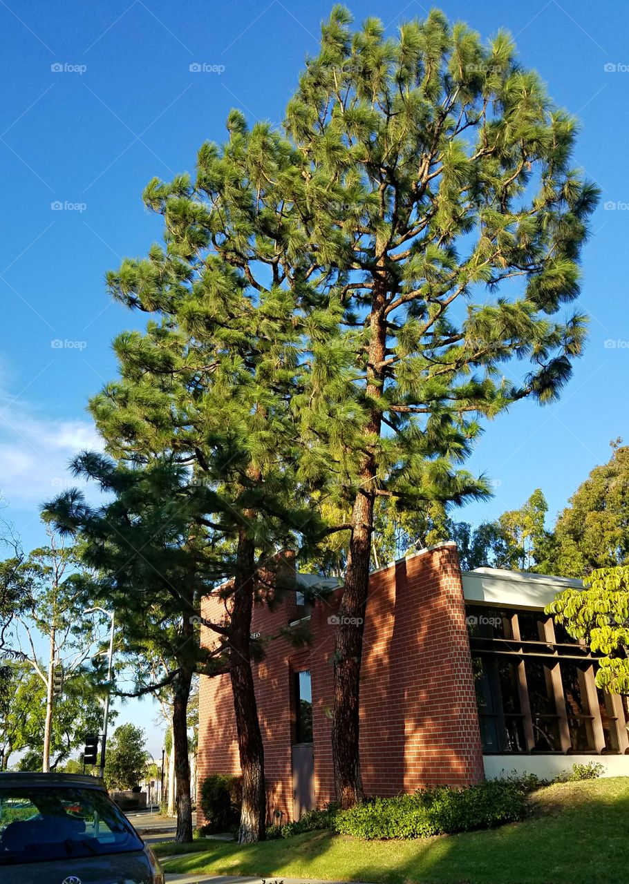 Pine Tree on a clear day in September!