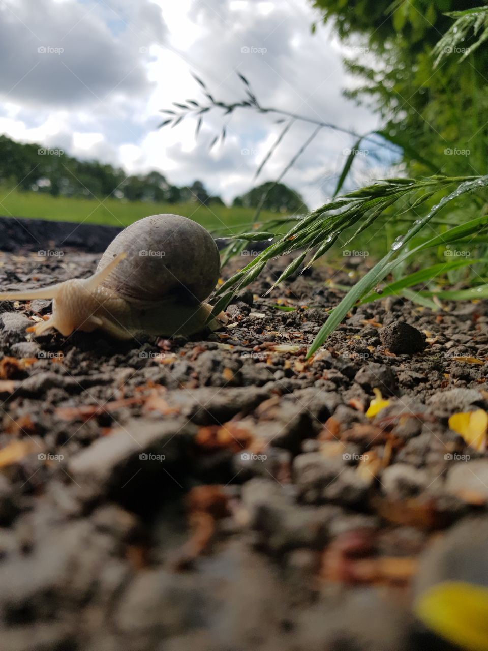 Snail on my way