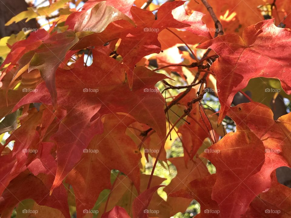 Beautiful contrast of the bright fall colors of large maple leaves on a sunny and clear fall day. 