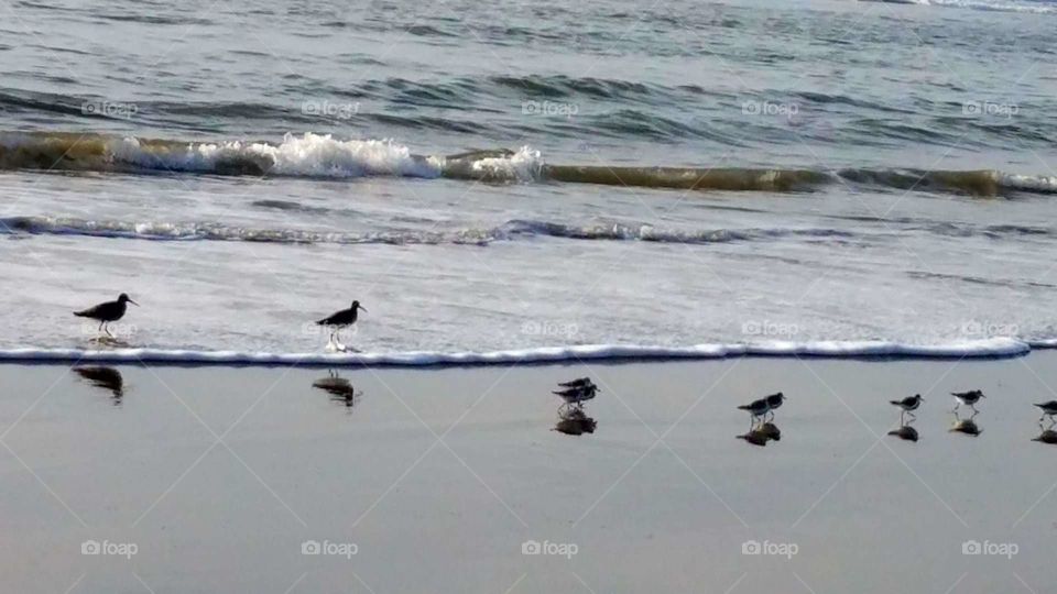 Birds on the Fringe of the Ocean
