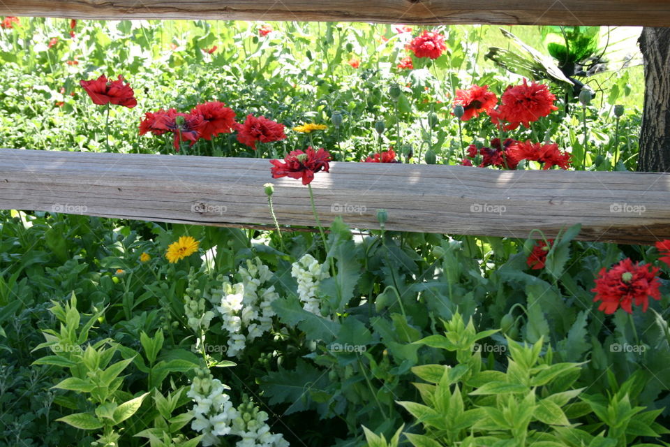 Split Rail Flower Garden. Flowers growing around a split rail fence