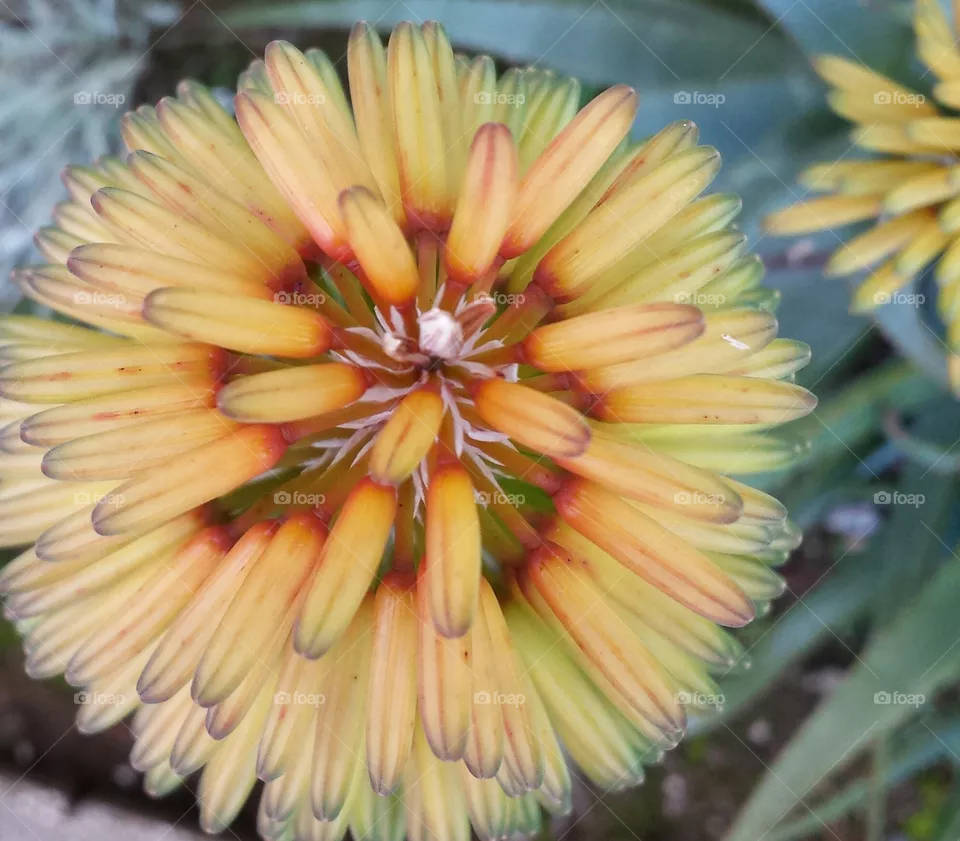 flower
