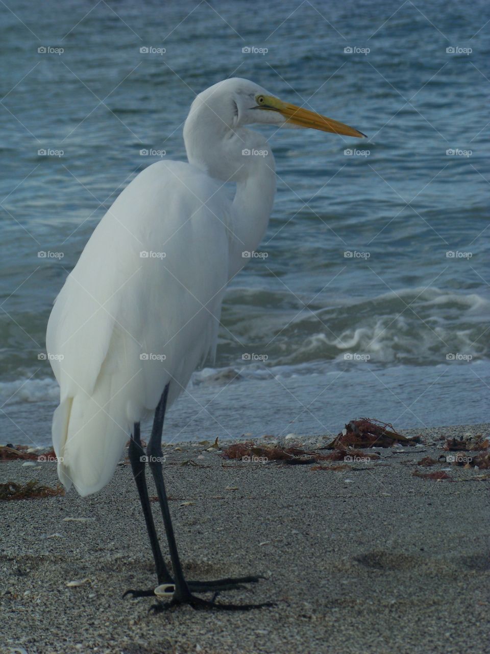 Great white egret Florida
