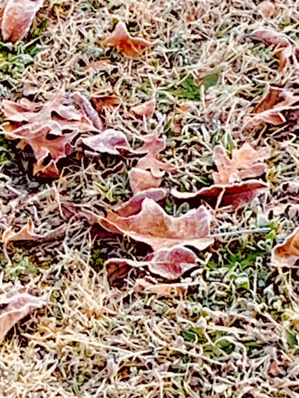 Frozen leaves