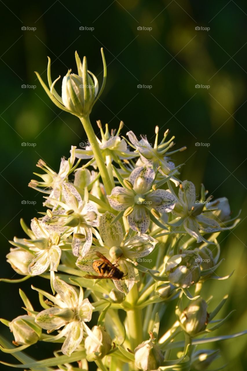 Bee on a flower