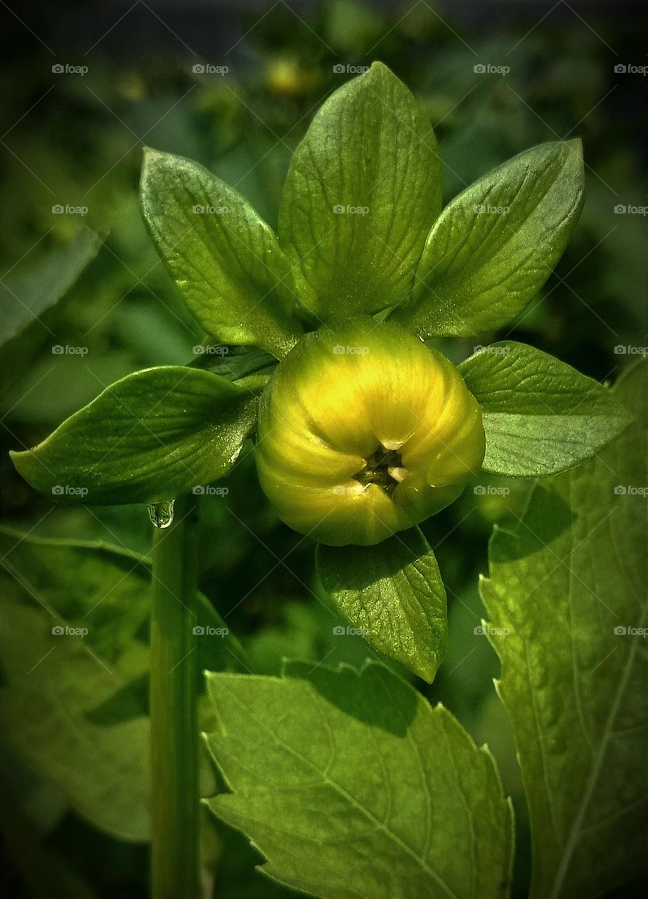 One of my best macro shot, magnificent and breathtaking.