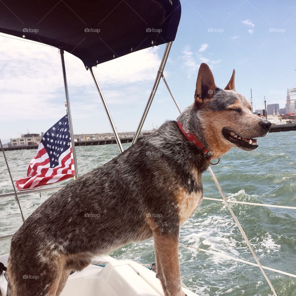 The sailboat puppy