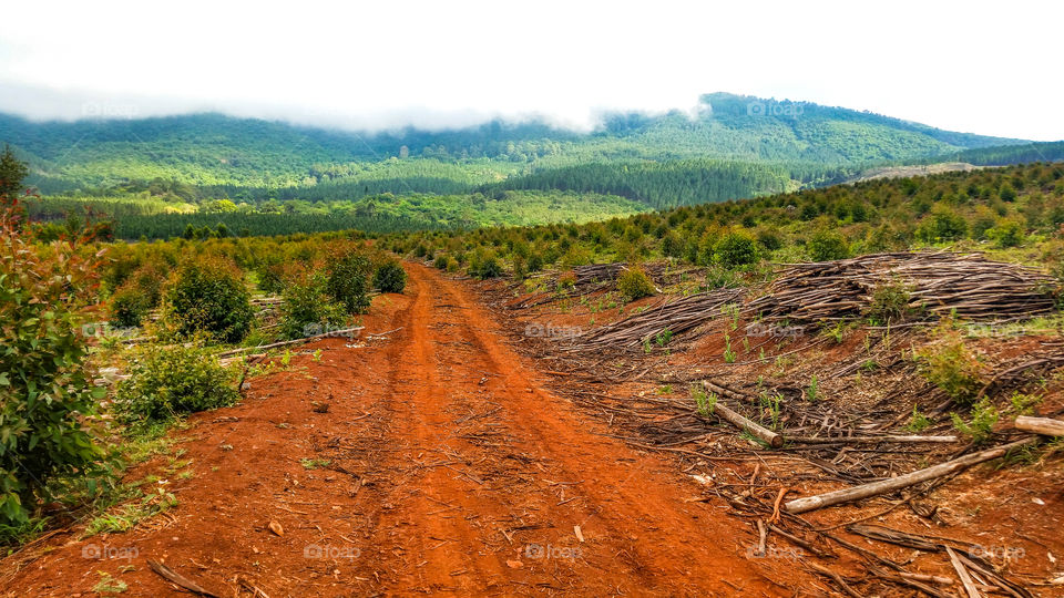 plantation dirt road with red soil