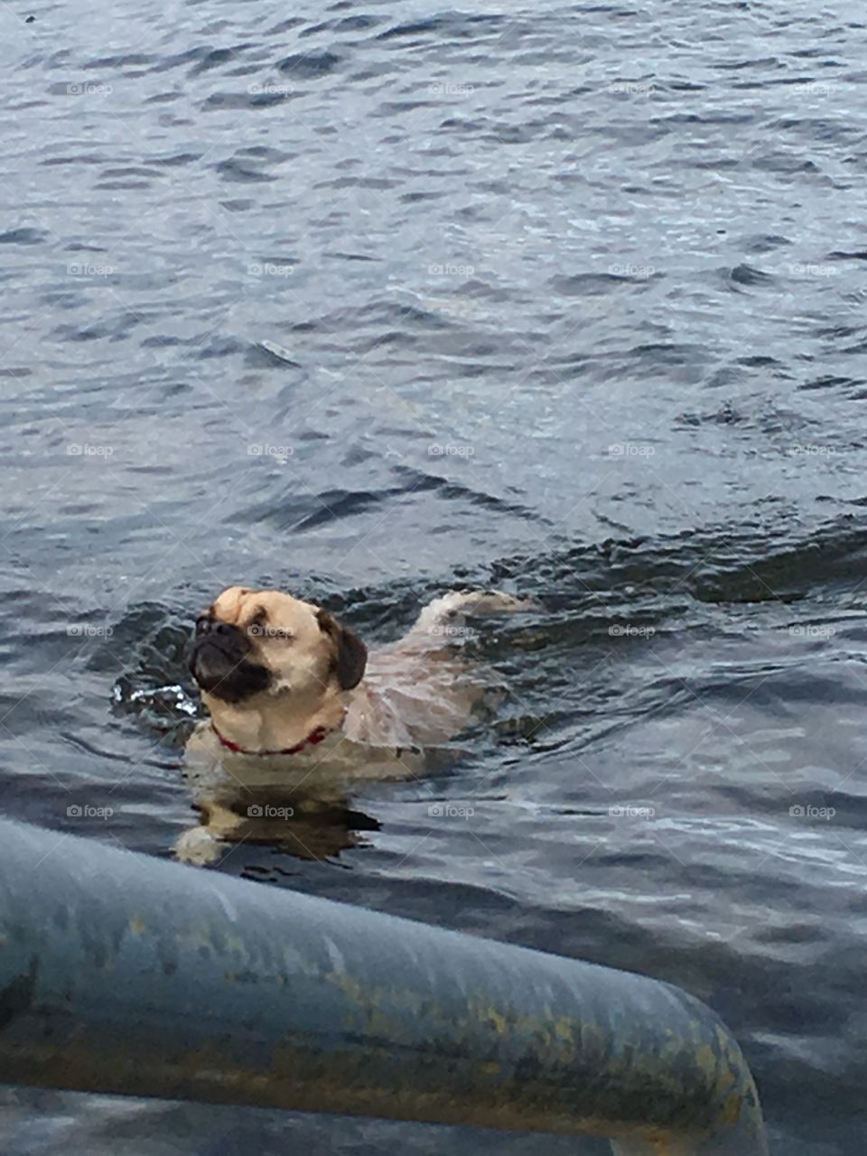 Pug Swim
