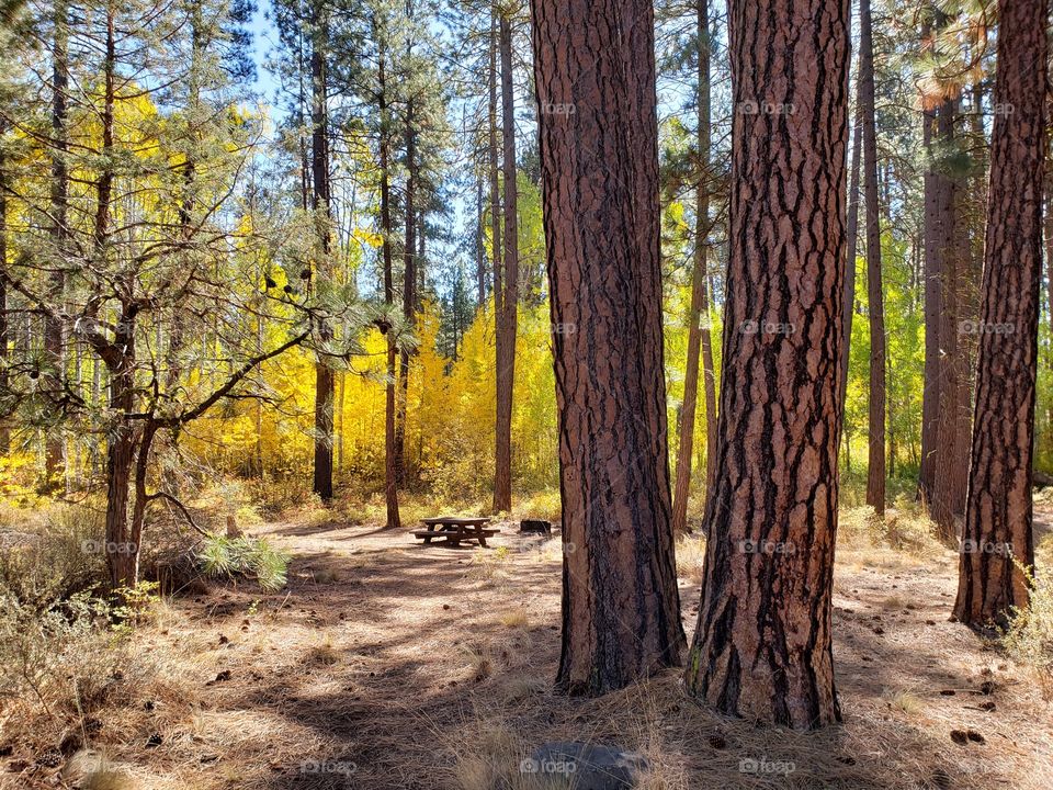Magnificent ponderosa pine trees grow with aspen trees with leaves of golden yellow fall colors along the banks of Indian Ford Creek in the forests of Central Oregon on a sunny autumn day.