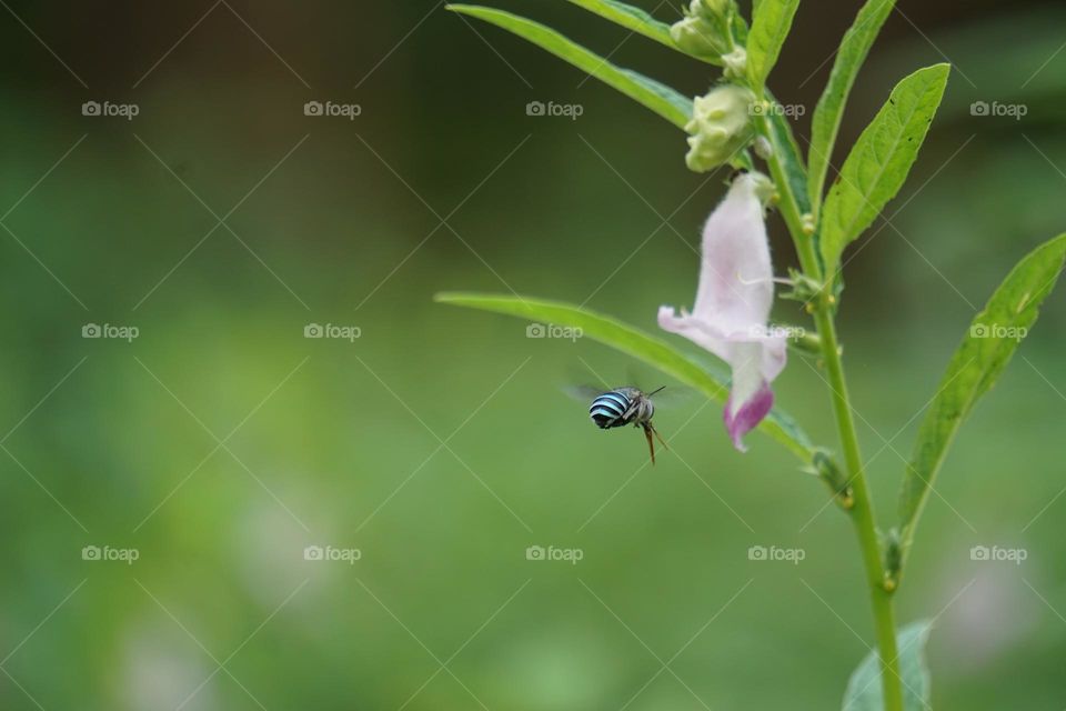 Beautiful flying honey bee