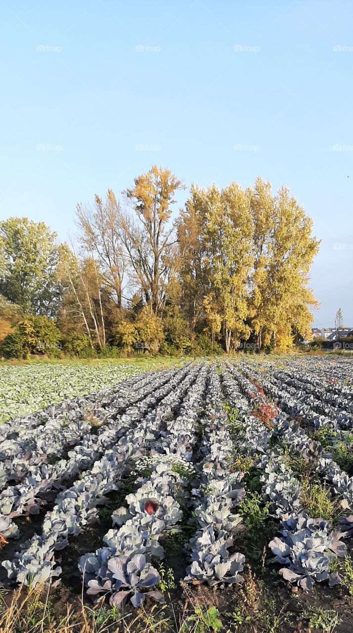 Cabbage field in autumn
