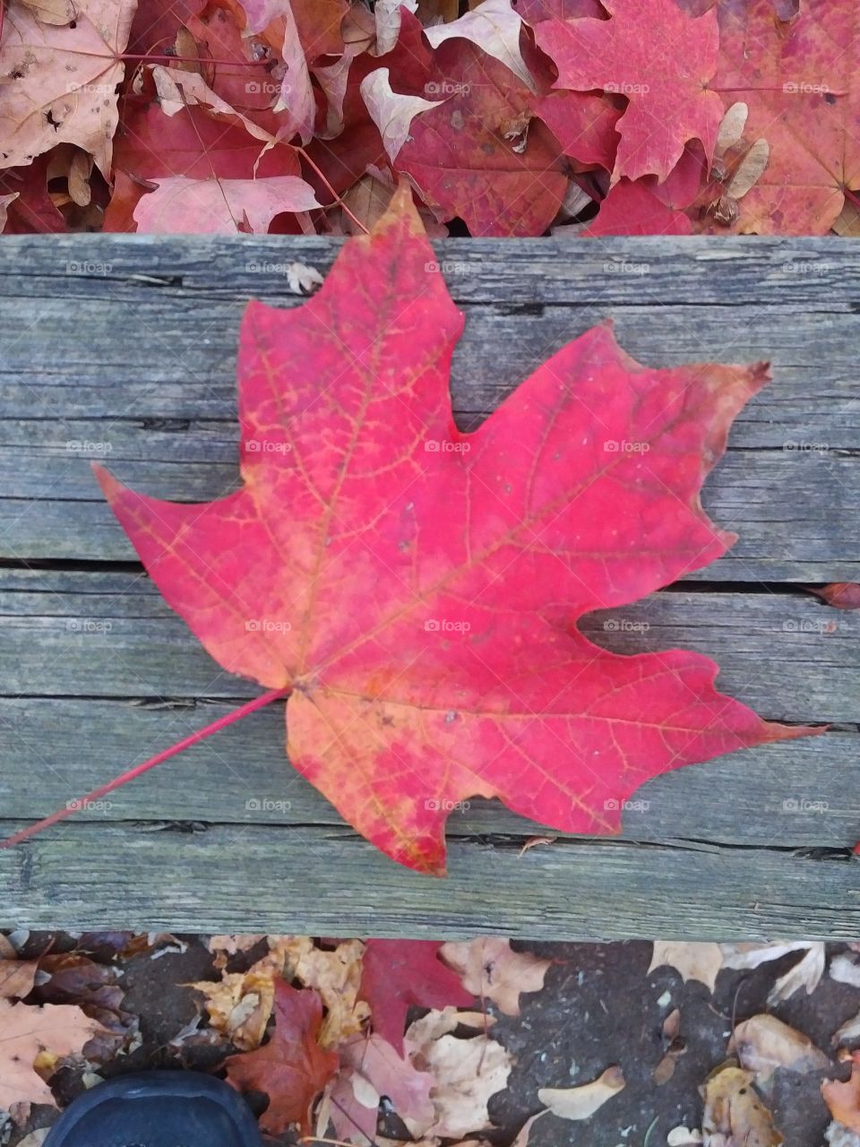 maple leaf in autumn Toronto Ontario Canada