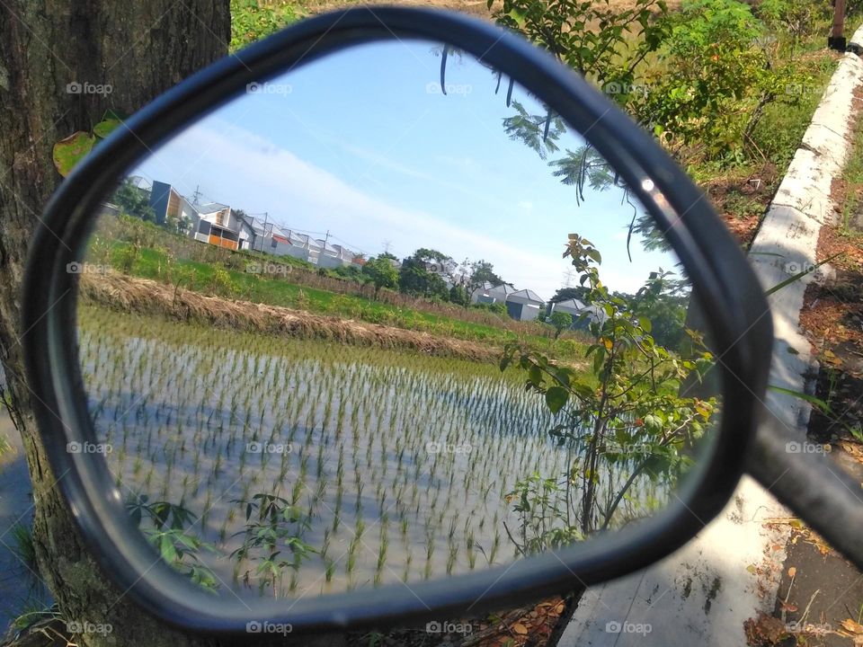 Plant and tree in the mirror