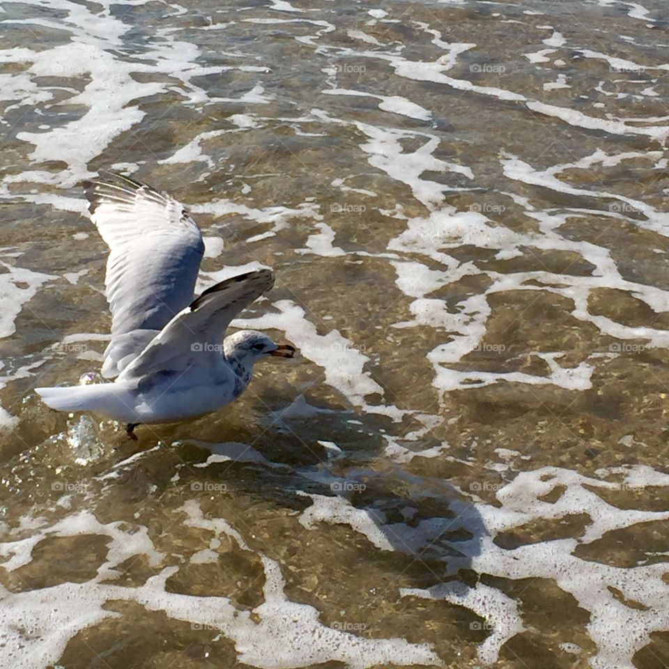 Swimming gull 