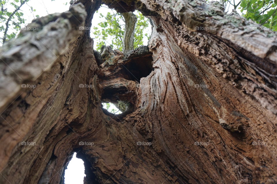 Inside a hollow tree