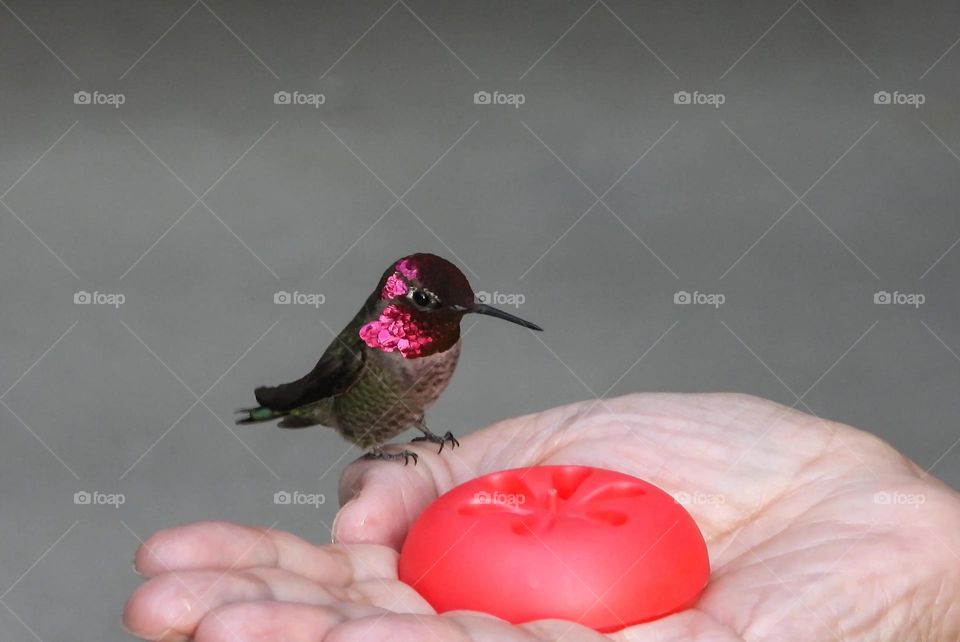 Hummingbird perched on a human’s hand 