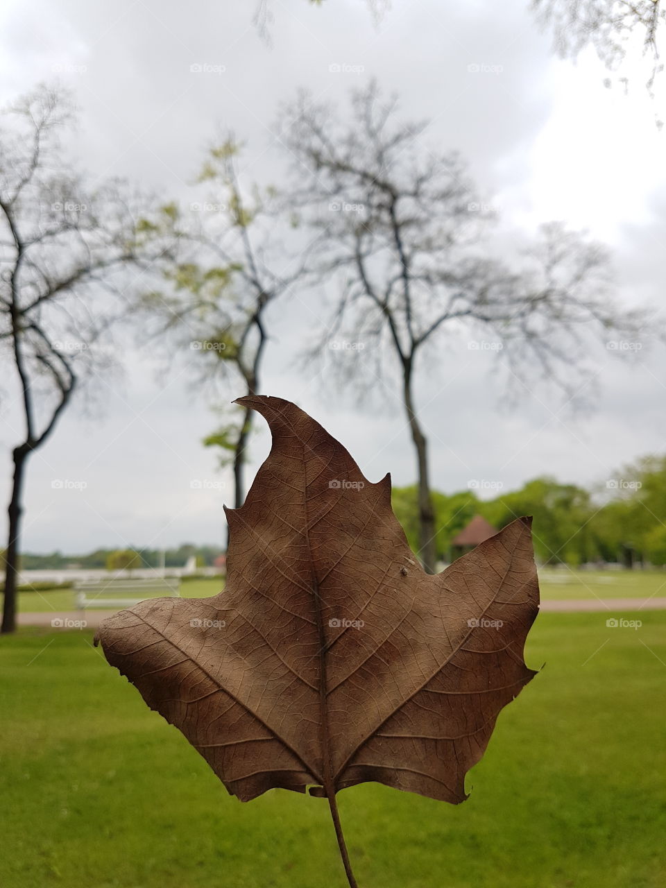 brown leaf in the hand