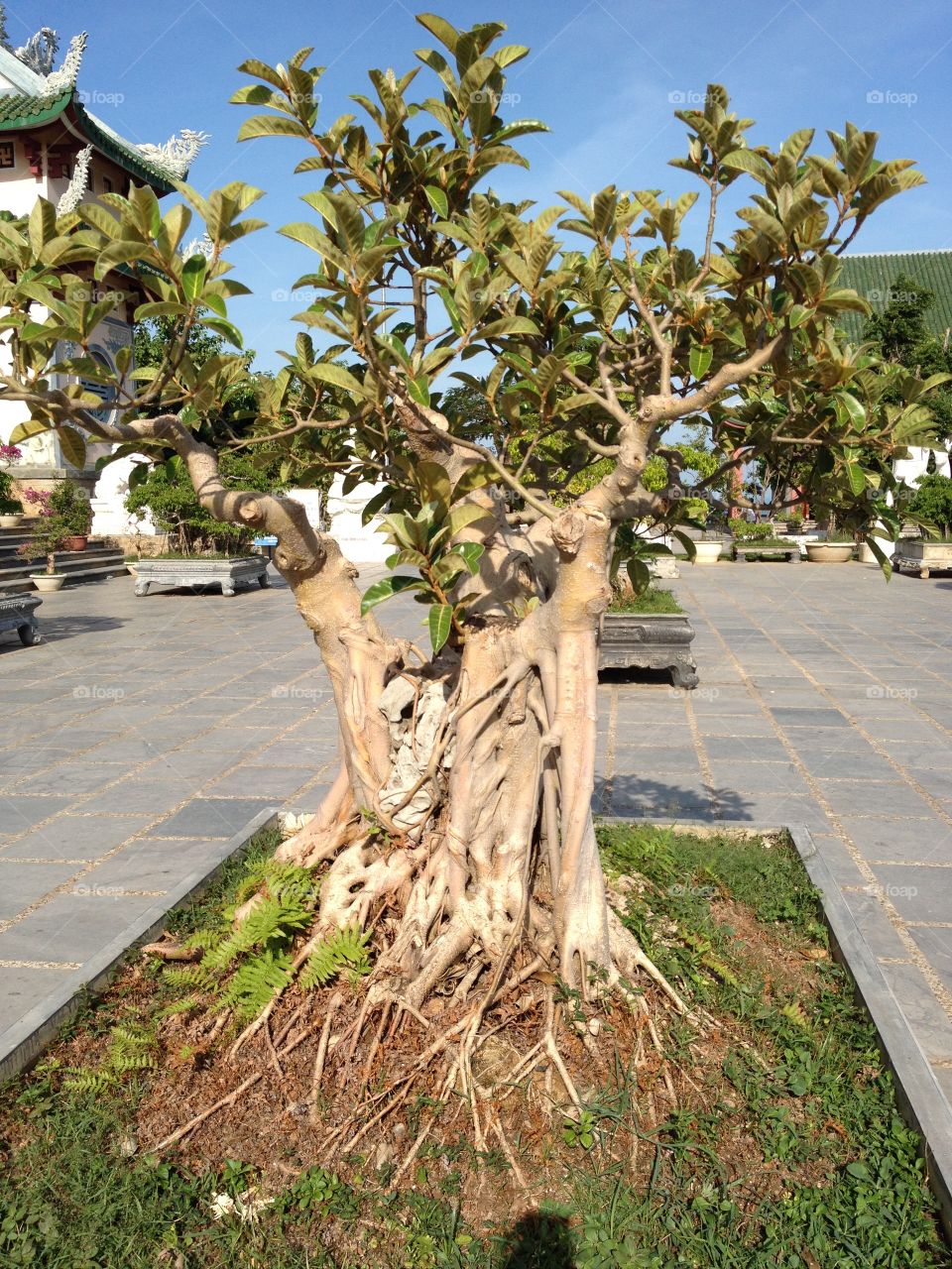 Bonsai tree - Ho Chi Minh City - Vietnam