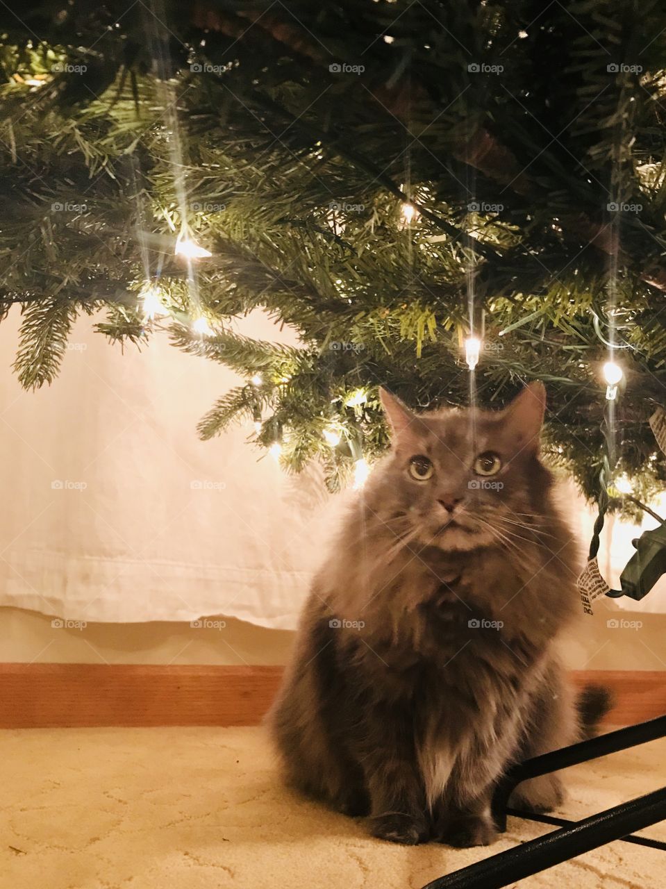 Willow under the Tree