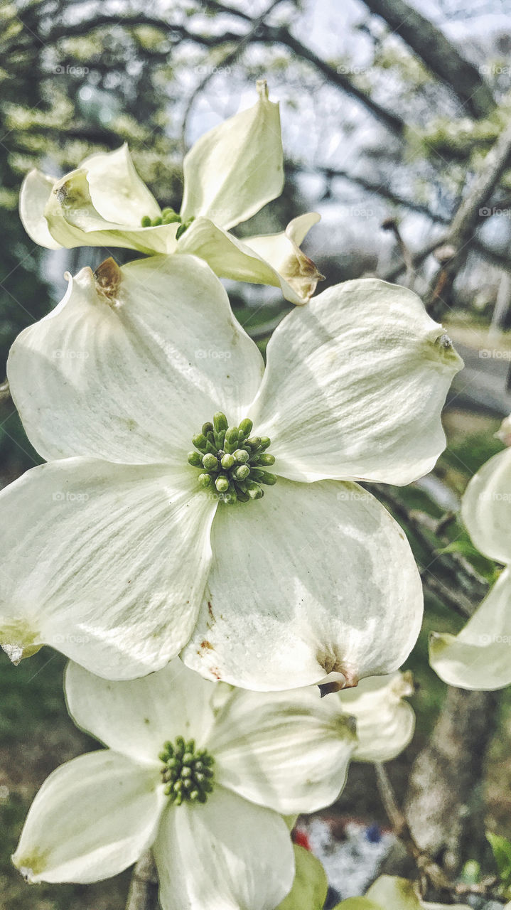 Close-up of white flowers