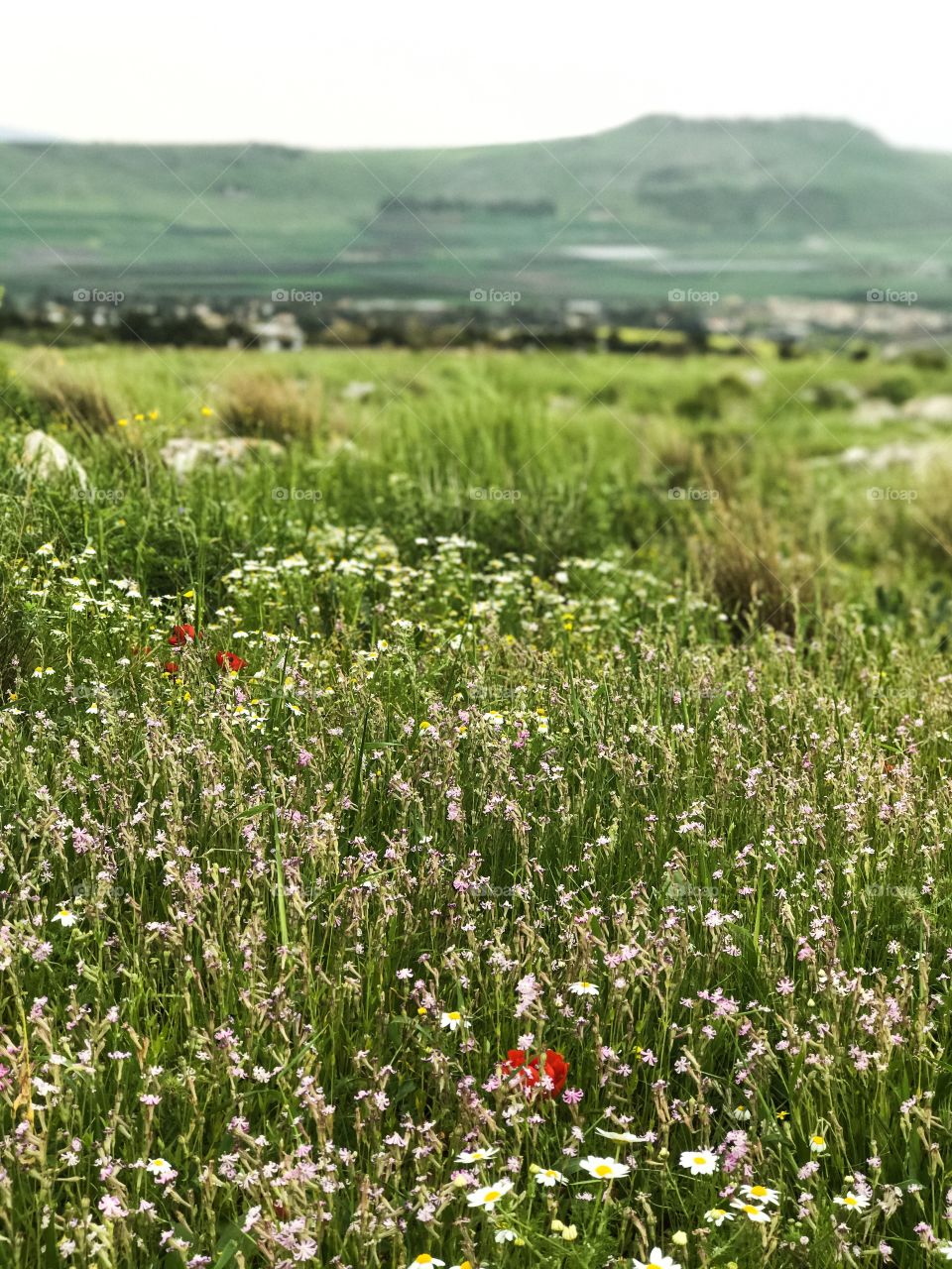 Nature - Wild Flowers 