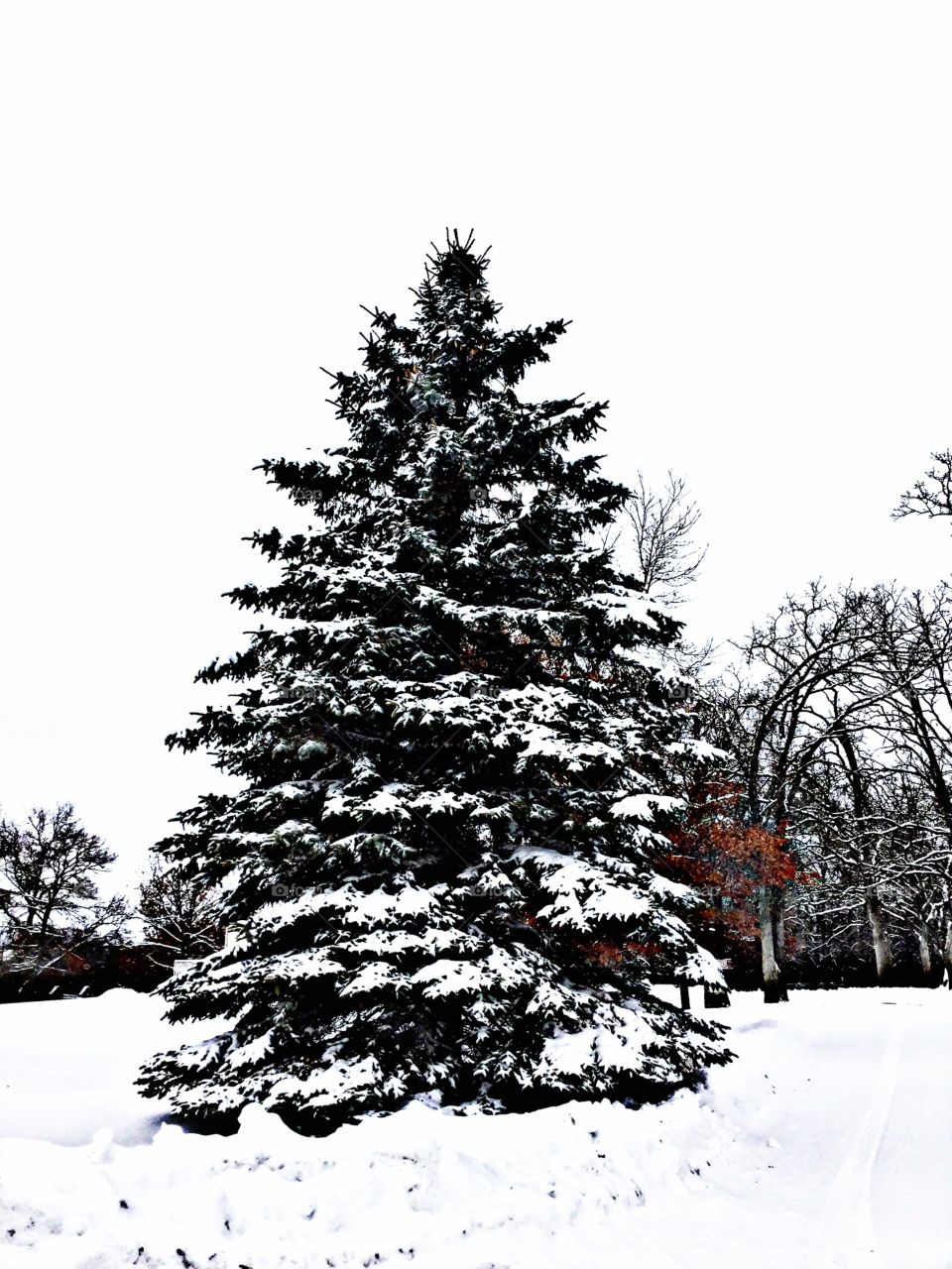 Snow capped fur tree !
