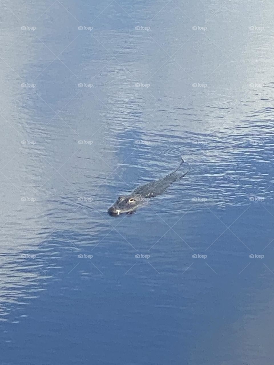 Alligator in a Florida lake. 