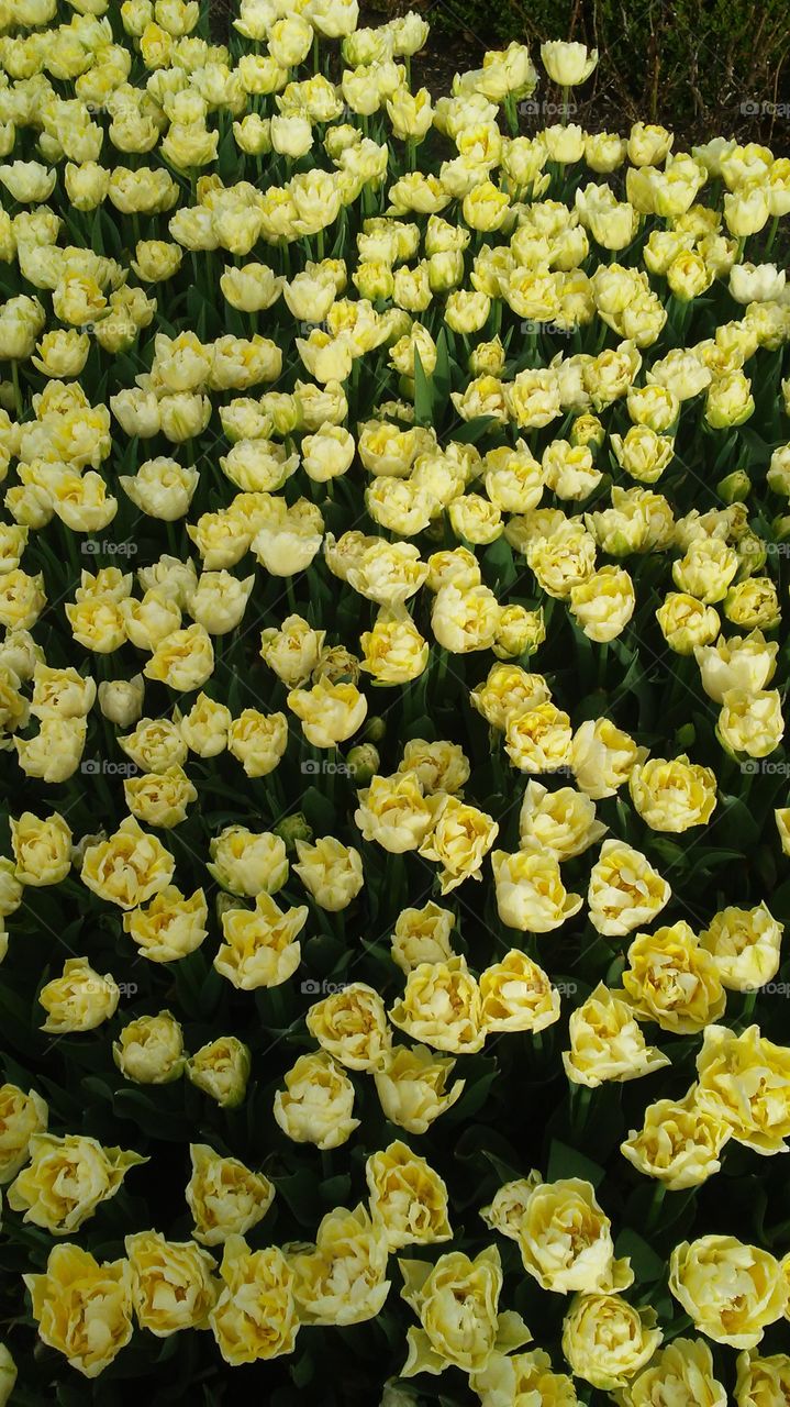 spring. flowers. beauty