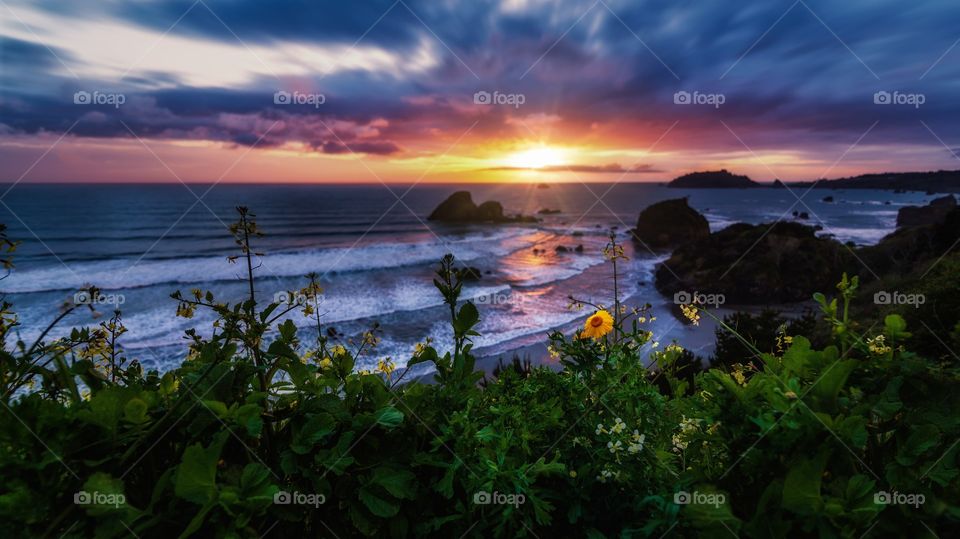 Wildflowers at Sunset