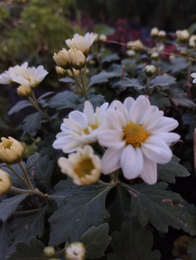 floración
