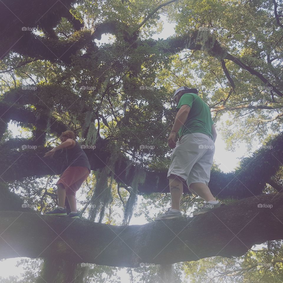 Walking through the trees