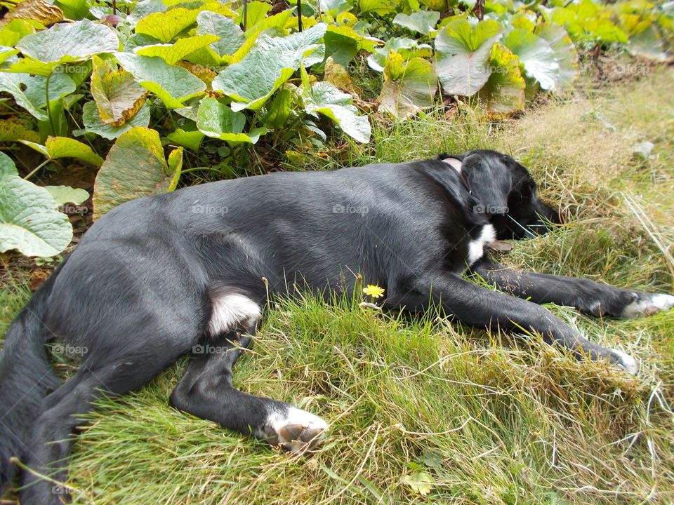 Our companion and guardian is taking a nap on the grass. It was a long hike.