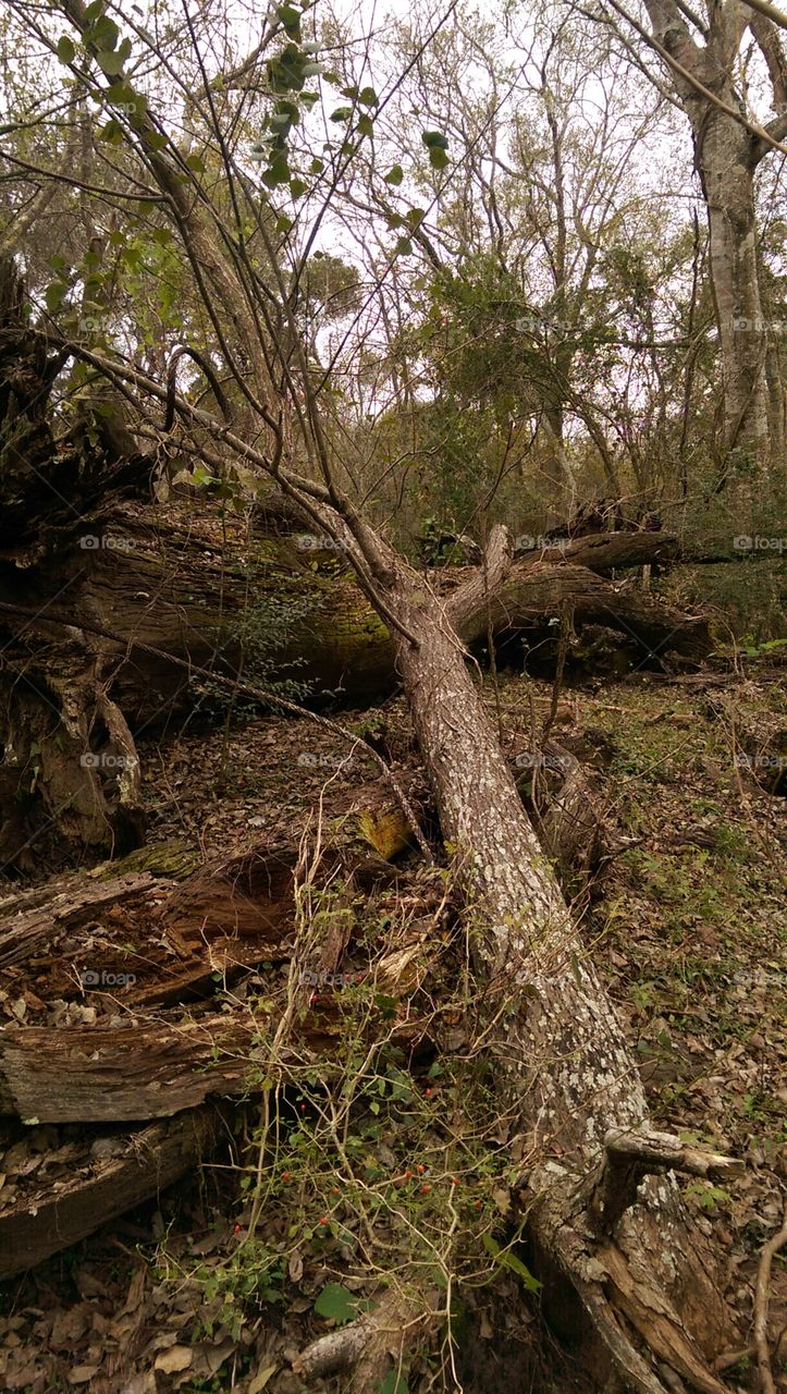 Tree, Wood, Nature, No Person, Landscape