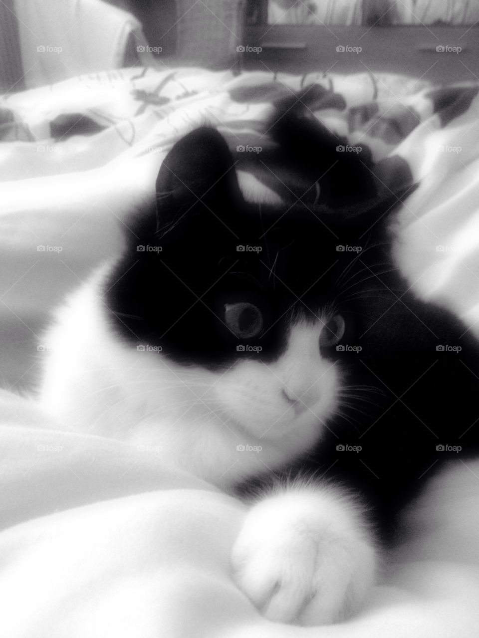 cat kitty kitten kittens by Britishbulldog_