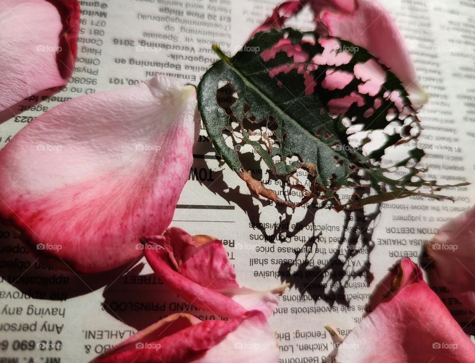 Rose petals on a newspaper with leaf shadow