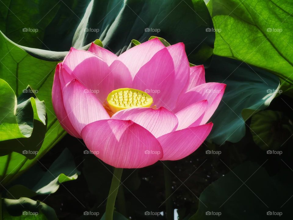 It is the lotus in full bloom, it is a good time for the world.I hope the day is clear, look up to meet all gentle.