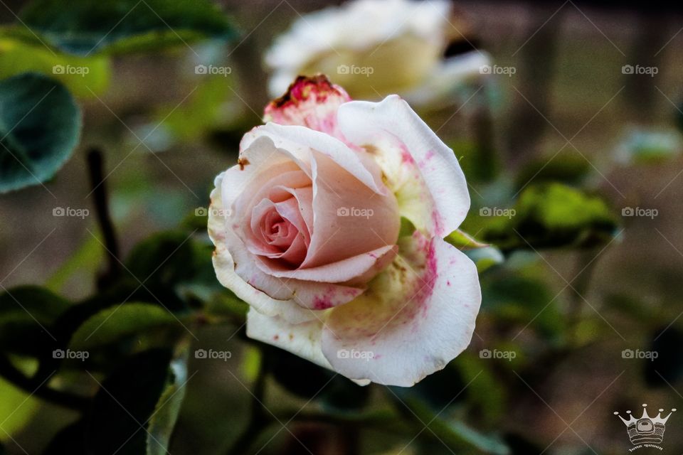 a beautiful rose in the garden