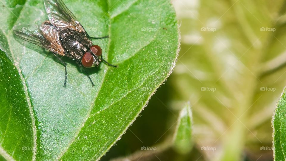 beautiful macro shot 