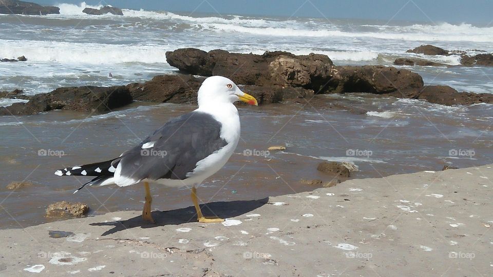 beautiful seagull on the wall near the sea.