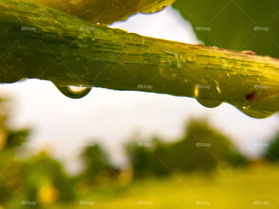 Rain drops on the sunflower 