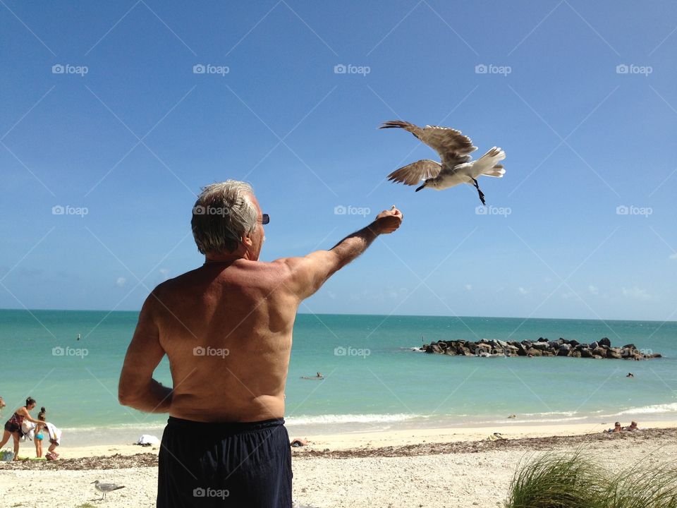 old man and the seagull