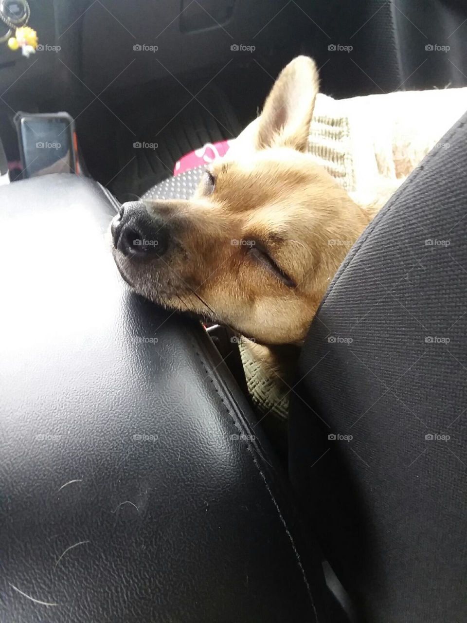 Nacho sleeping in the car
