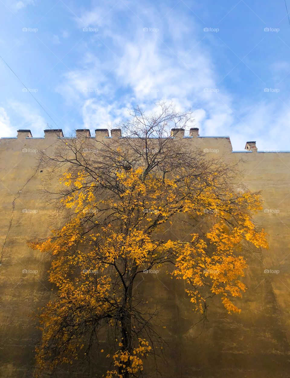 autumn tree on a house wall background with sky and clouds