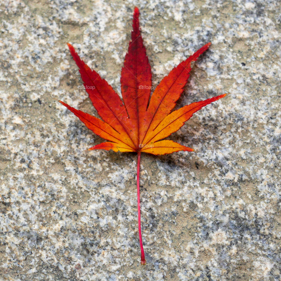 Fall leaf in Japan