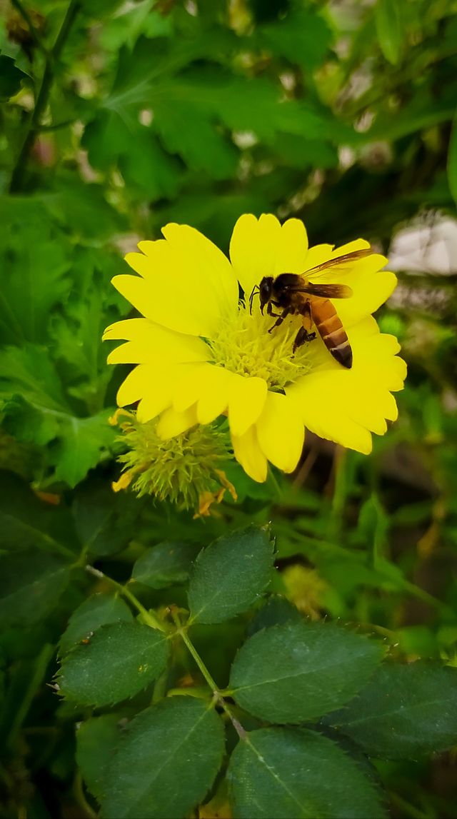 The honeybee is enjoying in summer..