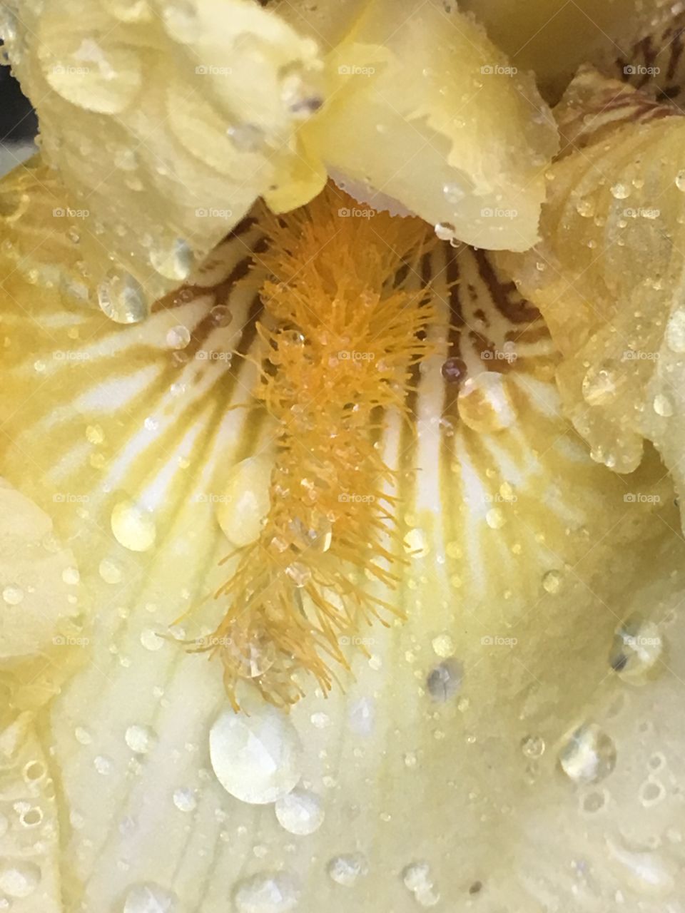 Closeup of Iris