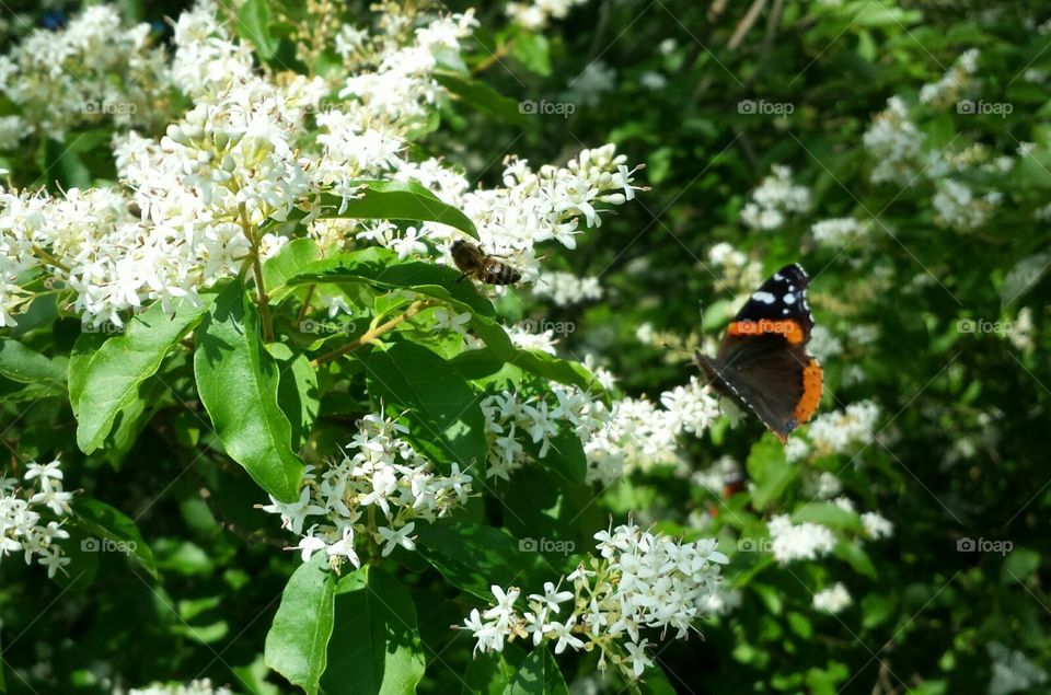 Butterfly and Bee on Gray Dogwood Bush